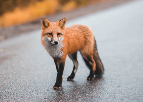 fox
